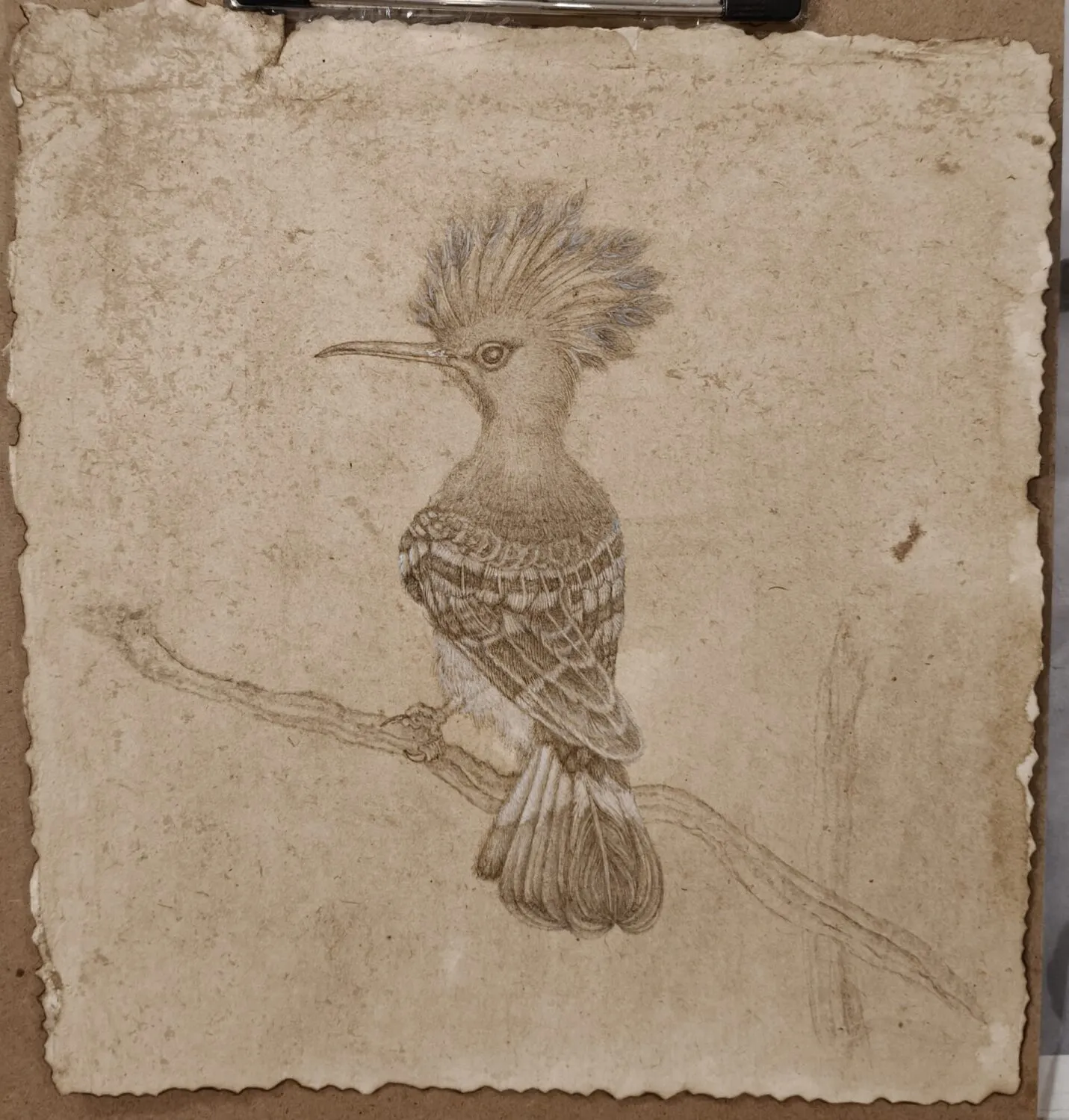 A drawing of a Hoopoe Bird