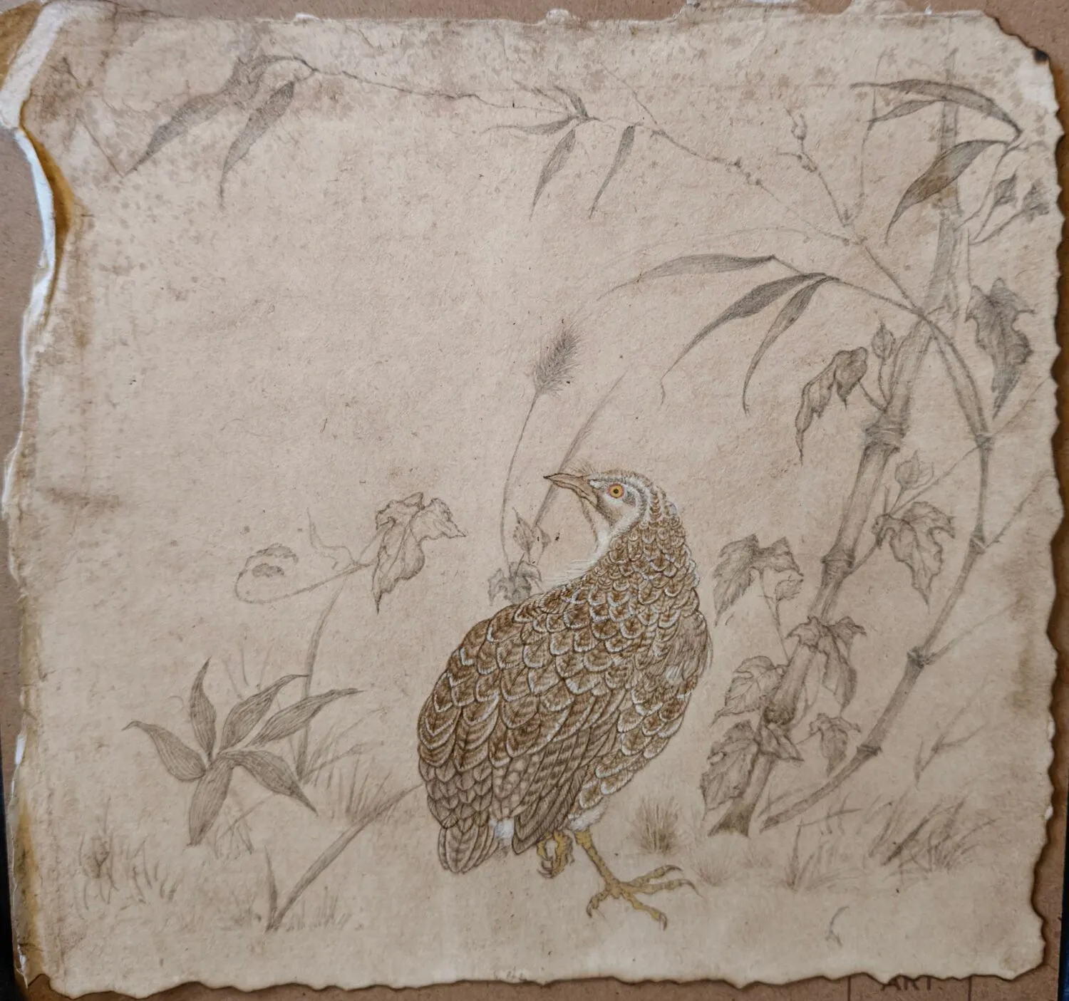 A drawing of a partridge